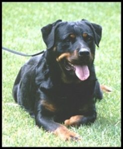 Duy's Magic Carmelita (USA)