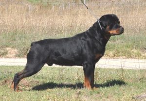 Am Ch & Ch Tonopah Low Von Boylan